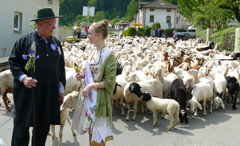Innenminister Joachim Herrmann und Lammkönigin Gabriela Eckstein führen die Herde auf die Sommerweide